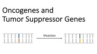 Oncogenes and Tumor Suppressor Genes  Tumor Genetics [upl. by Zurkow]