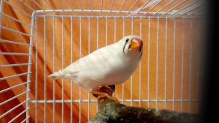 Zebrapinty  Zebra finch [upl. by Mercer760]