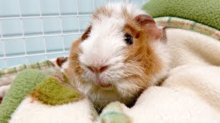 Nightly Pet Room Routine 11 Guinea Pigs amp 1 Rabbit [upl. by Nospmas]