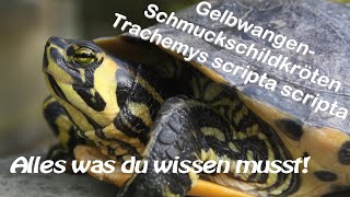 GelbwangenSchmuckschildkröten Haltung in Aquarium amp Teich Gelbwangenschildkröte Wasserschildkröte [upl. by Atoiganap]