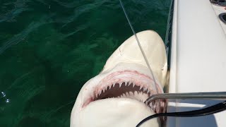 BLACKTIP SHARK  Catch Clean and Cook Marathon Fl  The Florida Keys [upl. by Tanah]