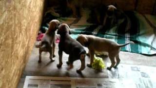 13 Black Mouth Cur Puppies 4 Weeks Old [upl. by Arvie]