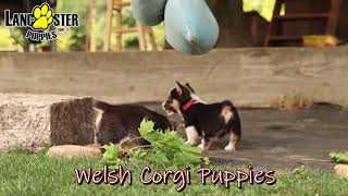 Adorable Welsh Corgi Puppies [upl. by Dyanne]