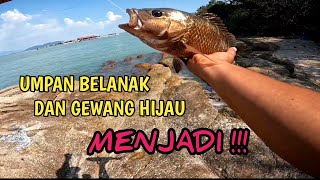 MANGROVE JACK  SIAKAP MERAH Pulau Jerejak [upl. by Aihsenek180]