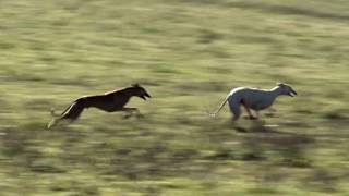 Galgos tras las liebres Cazavisión [upl. by Aivalf425]