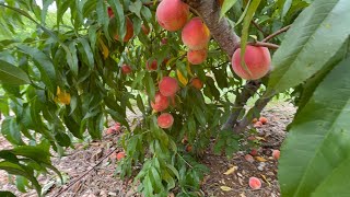 Picking Yellow Peaches in Larriland Farm [upl. by Dittman]