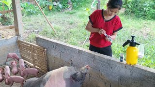 How to care for sows and piglets after birth Ly Thi Duyen [upl. by Yoho]