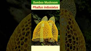 Timelapse growing of the Bamboo Mushroom  shortvideo [upl. by Raseta]