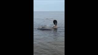 Manatees spotted in Choctawhatche Bay Video by Daniel Lickers [upl. by Kaja]