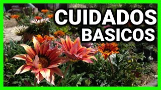 GAZANIAS CULTIVO RESPONDIENDO PREGUNTAS y dato curioso sobre la floración FASCIACION [upl. by Kirschner]