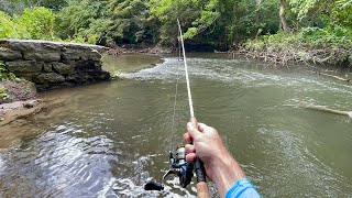 Tiny Creek Fishing for BIG TROUT [upl. by Lichtenfeld]