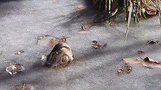 Alligators Stick Noses Out Above Frozen Water During Hibernation [upl. by Petrie]