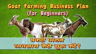 Goat Farming Business Plan for Beginners in hindi  नौजवान बकरी पालन का व्यवसाय कैसे शुरू करें [upl. by Acceber]