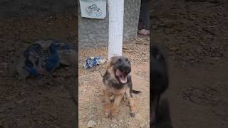 Dog angry German Shepherd dog barking sound cute dog travel short [upl. by Melleta]