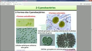 Les thallophytes  Les cyanobactéries [upl. by Ellehcam]