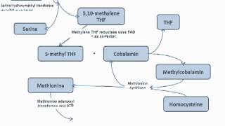 Methyl Trap of Homocysteine Cycle  Folate and B12 [upl. by Zacks]