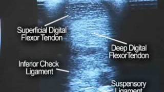 Equine Ultrasound [upl. by Nigen]