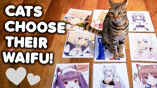 Cats React to Anime Catgirls [upl. by Enomaj]