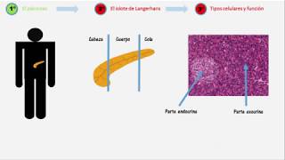 Islote de Langerhans Definición y tipos celulares de los islotes pancreáticos  Diabetes AIB [upl. by Yauqaj734]