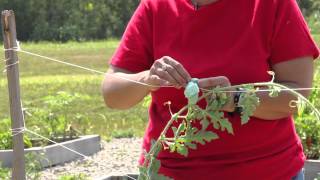 How to Grow Watermelons Vertically  Growing Melons [upl. by Kolb]