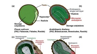 Real Seed Structure and Development [upl. by Sesilu892]