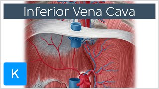 Inferior vena cava  Anatomy Branches amp Function  Human Anatomy  Kenhub [upl. by Arly395]