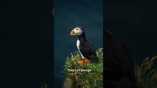 The Adorable Puffin Nature’s Cutest Seabird animals facts [upl. by Nahej757]