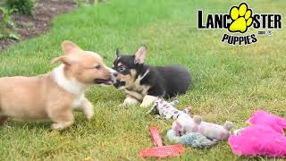 Playful Pembroke Welsh Corgi Puppies [upl. by Ehlke448]