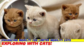 Enhancing Mobility for Limited Mobility Cats [upl. by Dibbell632]