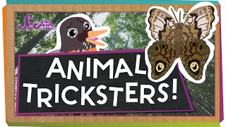 Animal Tricksters [upl. by Linad]