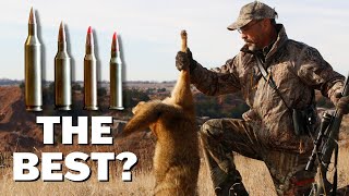 Predator Cartridges and Rifles You NEED To Know [upl. by Dosia]