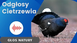 Cietrzew Odgłosy Cietrzewia Dźwięki Cietrzewia Jakie odgłosy wydaje Cietrzew [upl. by Malita]