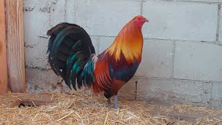 Un Excelente Gallo Mclean limpio The best roosters Mclean Hatch Leiper Mcrea BrownRed [upl. by Bart187]