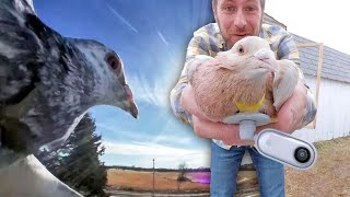 BEST and BIGGEST fancy pigeon breed in the WORLD collection  pouter pigeon loft  pouter pigeon [upl. by Ainesell]