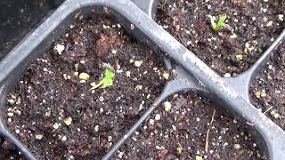 How To Start Gayfeather From Seed How To Start Liatris From Seed [upl. by Christalle]