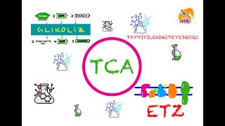 Glikoliz TCAKrebs ve ETZ Biyokimya [upl. by Noicnecsa491]