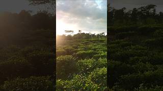 Tea Garden in Bangladesh [upl. by Venezia305]