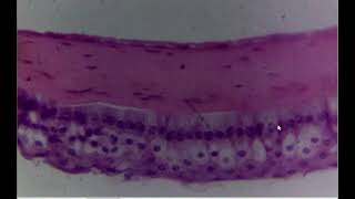 Histology of Cornea by Prof Subhadra Devi Velichety [upl. by Ahl]