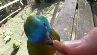 Hand Tame Turquoisine Grass Parakeet [upl. by Elenaj]