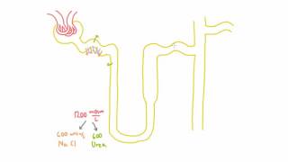 Role of Urea in the Kidney  Part 1 [upl. by Suiratnod]