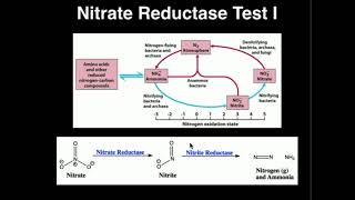 Microbiology Nitrate Reductase Test [upl. by Eerac897]