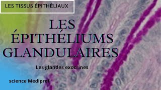 Les épithéliums glandulaires 1Glandes exocrinesHistologie générale [upl. by Esirec397]