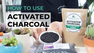 HOW YOU CAN USE ACTIVATED CHARCOAL TO GROW SUCCULENTS [upl. by Estis]