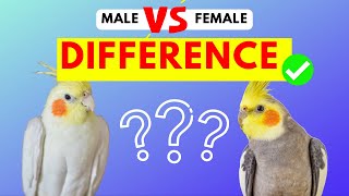 Cockatiel Male And Female Difference  Easiest Ways To Identify Cockatiels Gender [upl. by Aklam906]