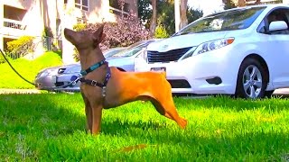 Miniature Pinscher Training for Reactive Dog [upl. by Bak284]