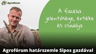 A facélia jelentősége értéke és csodája [upl. by Arinaid]