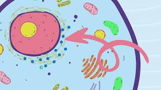 The Organelles of the CELL  Part  2 [upl. by Noterb]