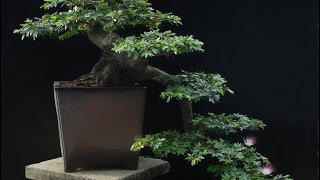 Powder Puff Bonsai Tree [upl. by Cailly]