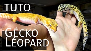 TUTO installer un gecko léopard [upl. by Koblas]