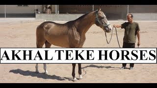 Turkmenistan Beautiful AkhalTeke Horses Part 9 [upl. by Ativad]